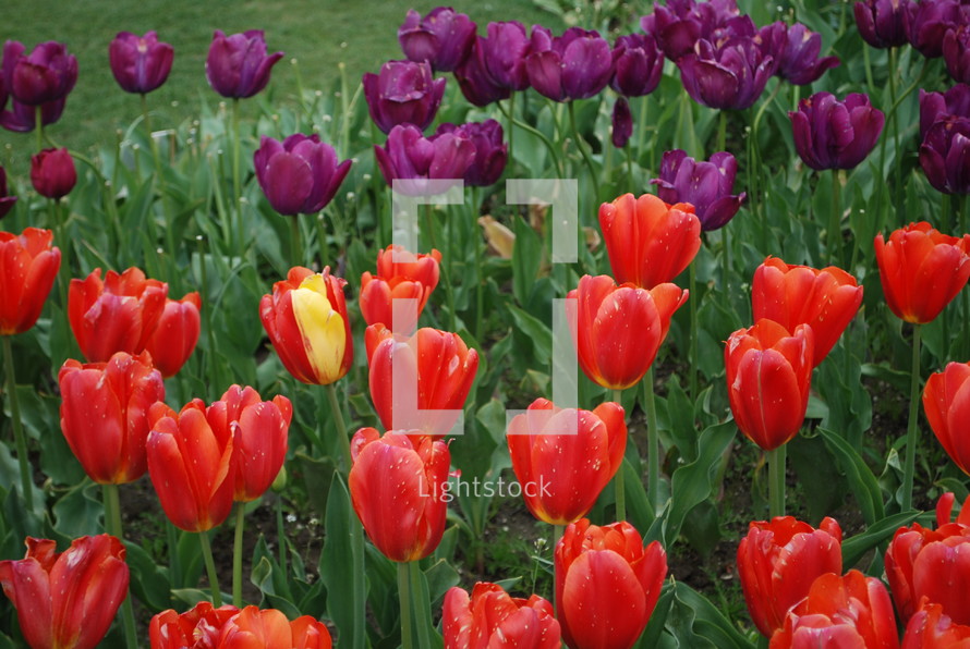 red and purple tulips 
