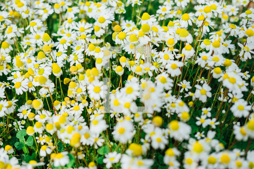 daisies in a field 