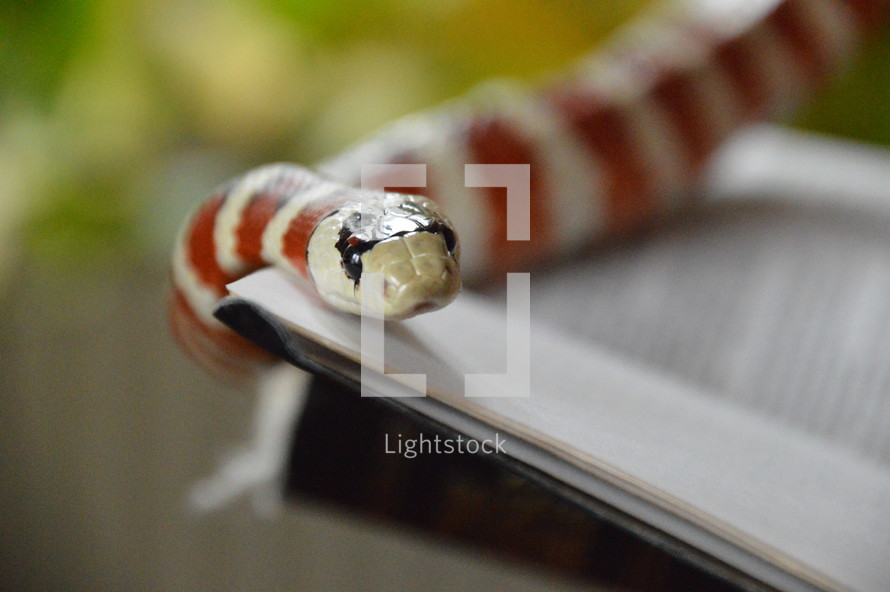 snake with bible opened up at Genesis.