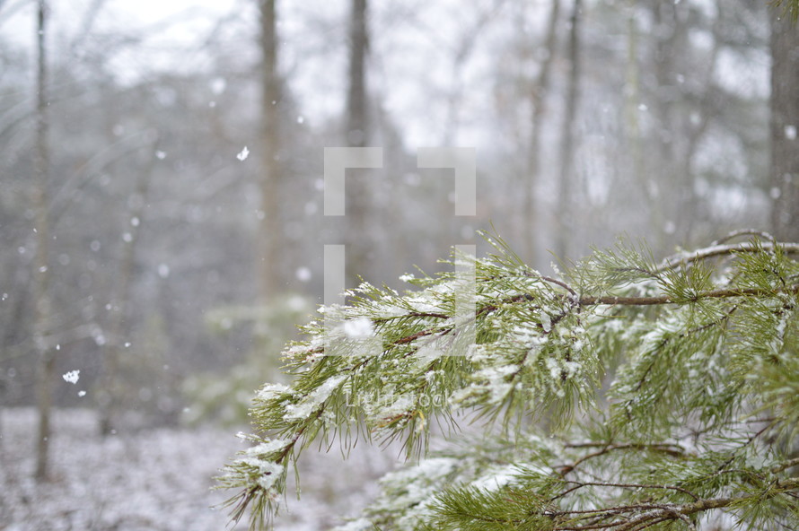 snow fall on a pine tree 