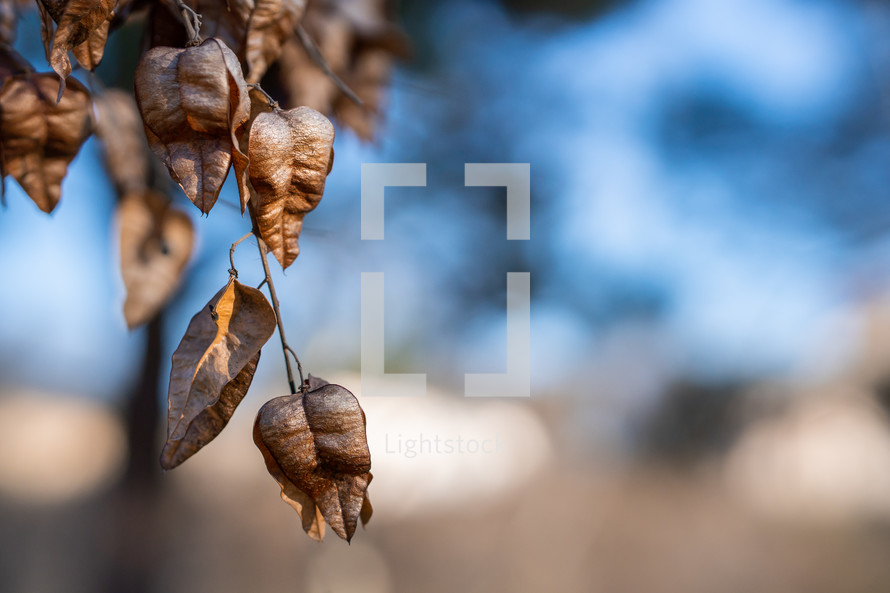 Dried leaves on a tree