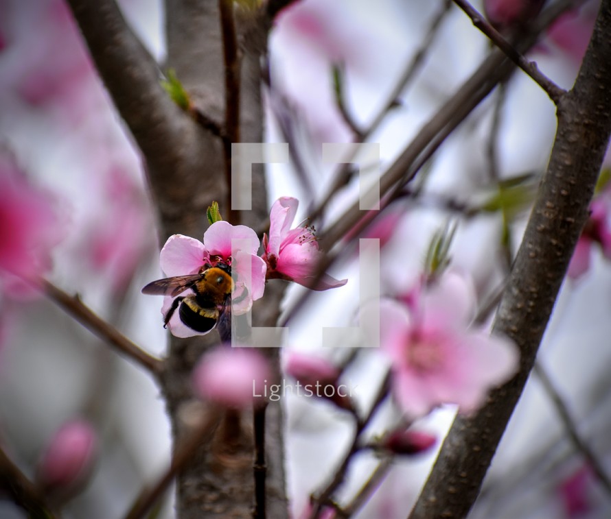 bee on pink flowers 