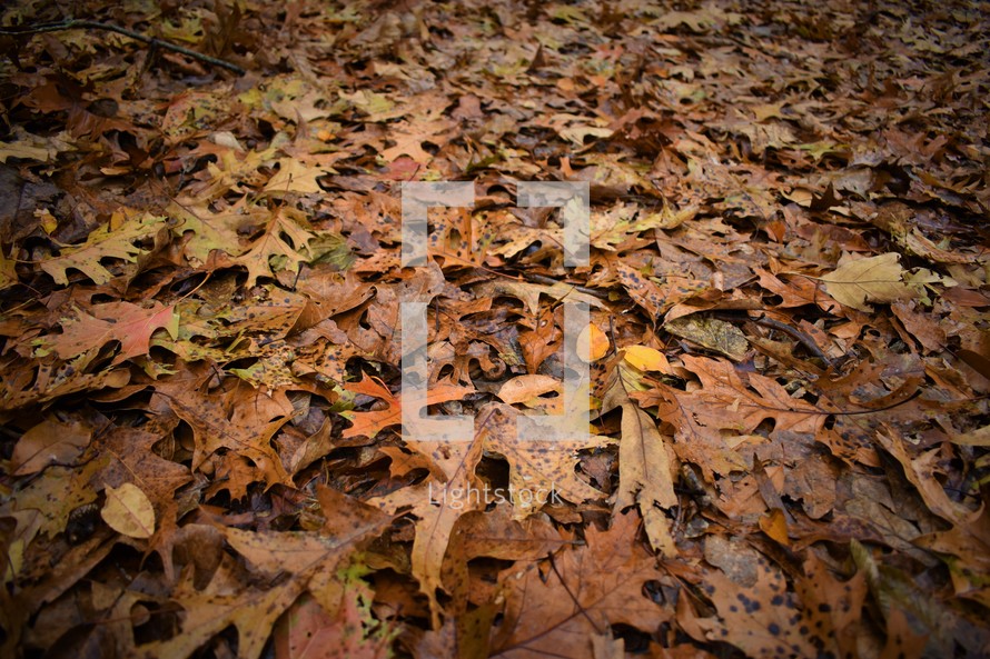 brown fall leaves on the ground 
