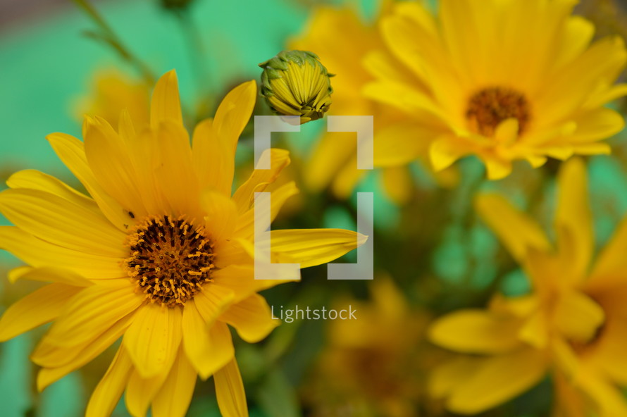 yellow flowers on a green background 