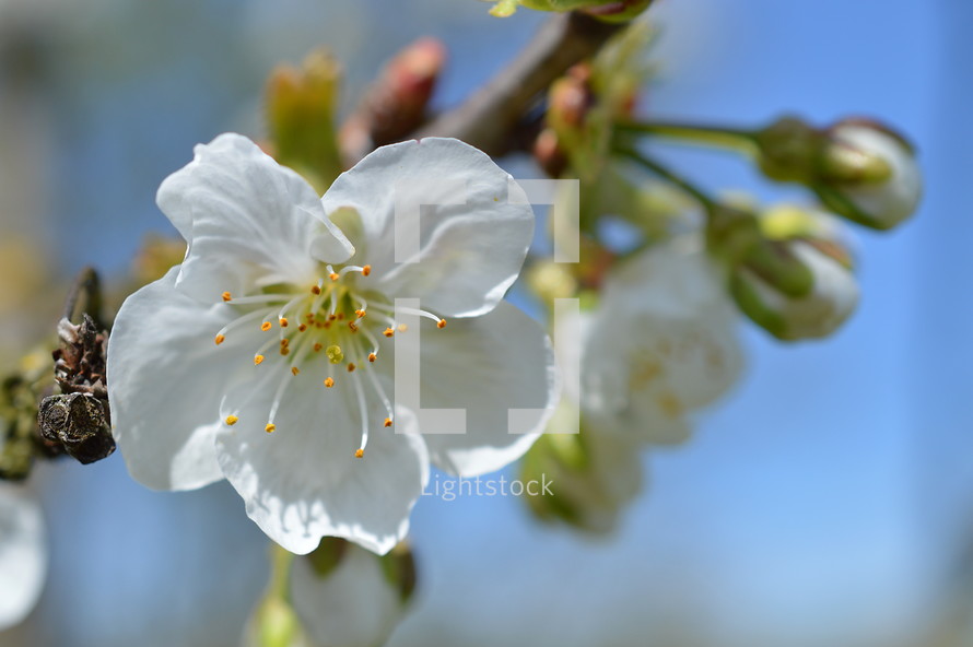 white blooming cherry tree in front of bright blue cloudless sky