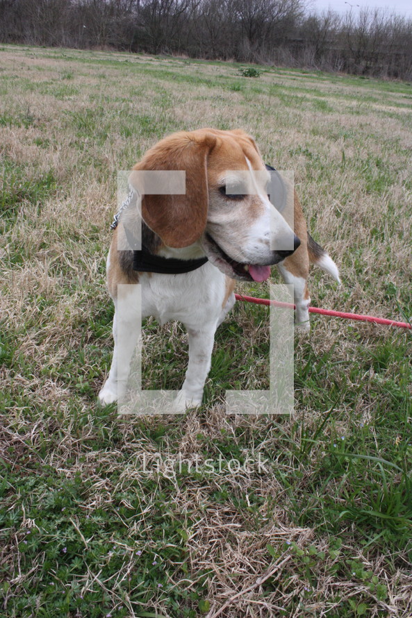 a beagle dog on a leash 