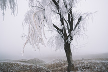 Frozen tree branch and fog