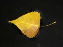 yellow leaf floating on water 