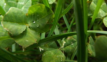wet grass and clover 
