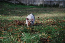 pig in grass