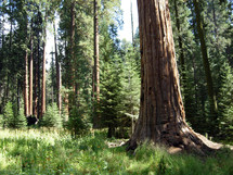 The Deep trees and woods of the Sequoia National Forest with towering trees and thick canopy of grass, ferns and woods located in the heart of Central California.  