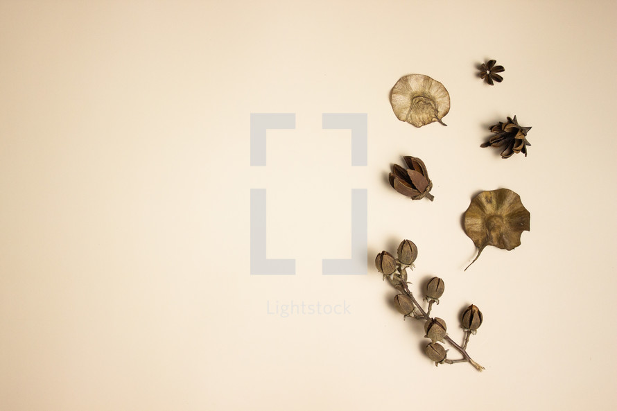 Dried flowers on tan background