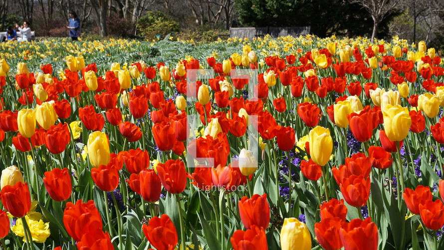 yellow and red tulips in a garden 