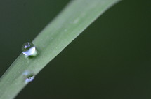 rain drop on a blade of grass