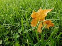Fall leaf in a field of grass.