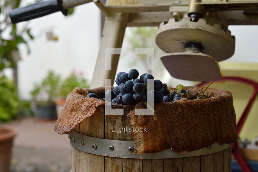 grapes in a wine press