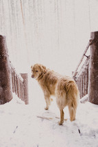 A dog stands on a snow covered wooden bridge in a forest during a snowfall.