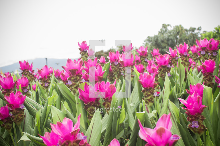 fuchsia tulips 