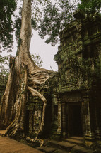 tree growing from ruins in Cambodia 