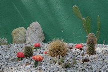 Cactus garden in front of a green wall