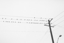 birds on the wire