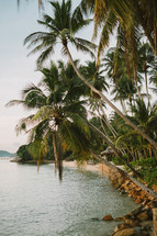 Palm trees along a beach shore 