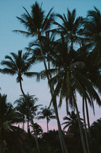 Palm trees at dusk. 