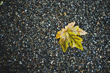 yellow leaf in gravel