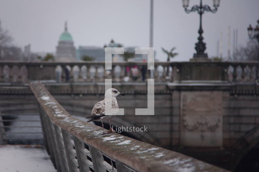 seagull on a railing in snow 