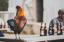 Colorful chicken on a table with beer bottles.