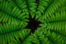 A circle of fern leaves.