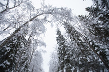 looking up to the tops of snow covered trees in a forest 