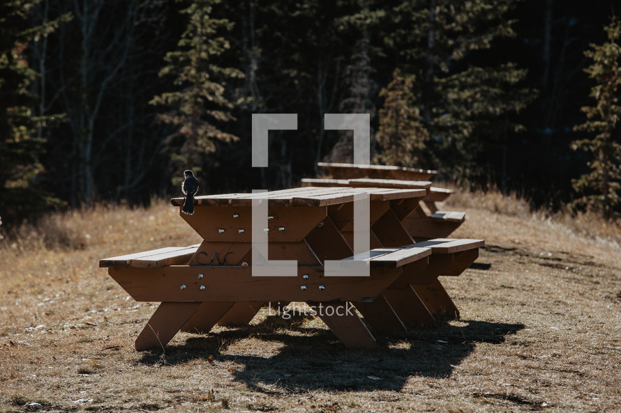 picnic tables and evergreen forest 