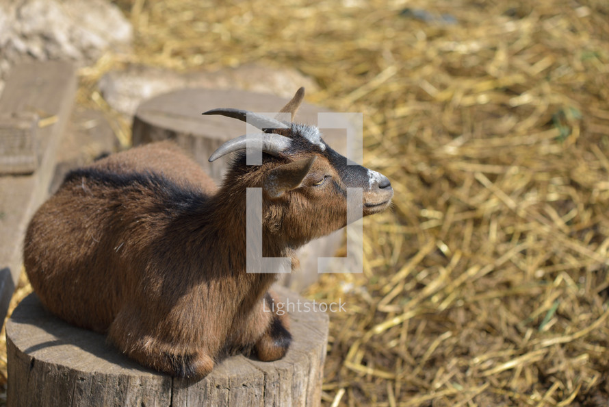 Goat resting on a tree trunk with hay