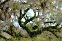 Spanish moss in a tree 