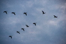 geese in flight 