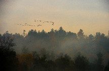 Canada Geese migrating in the Blue Ridge mountains of North Carolina in Autumn