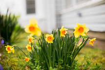 daffodils in bloom 