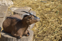 Goat resting on a tree trunk with hay