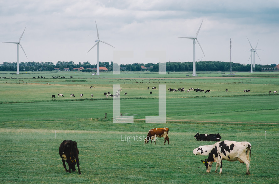Cows on the field and windfarm on the background