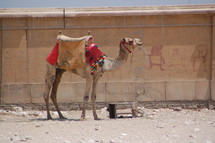 a camel in Egypt 