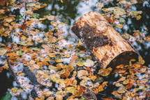 Yellow leaves in the water