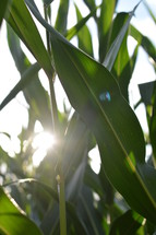 sunlight on corn 