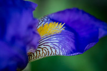 An up-close, macro photograph of the beard of a purple iris.