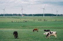 Cows on the field and windfarm on the background