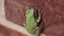 tree frog 