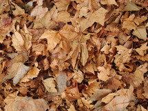 fallen off leaves in autumn are making a nice texture