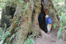 a boy looking into a hallowed out tree