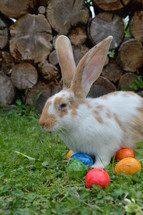 bunny and Easter eggs in grass