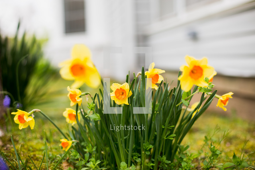 daffodils in bloom 